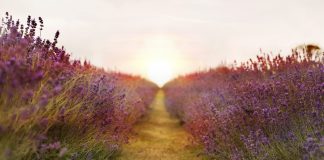 Maître Saint GERMAIN – Votre Grand Frère, votre Ami