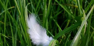 Le Conseil – En réponse à quelques questions – #8