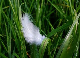 Le Conseil – En réponse à quelques questions – #8