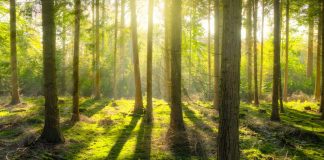 Marie : Le Voyage Intérieur