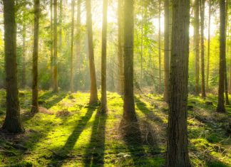Marie : Le Voyage Intérieur