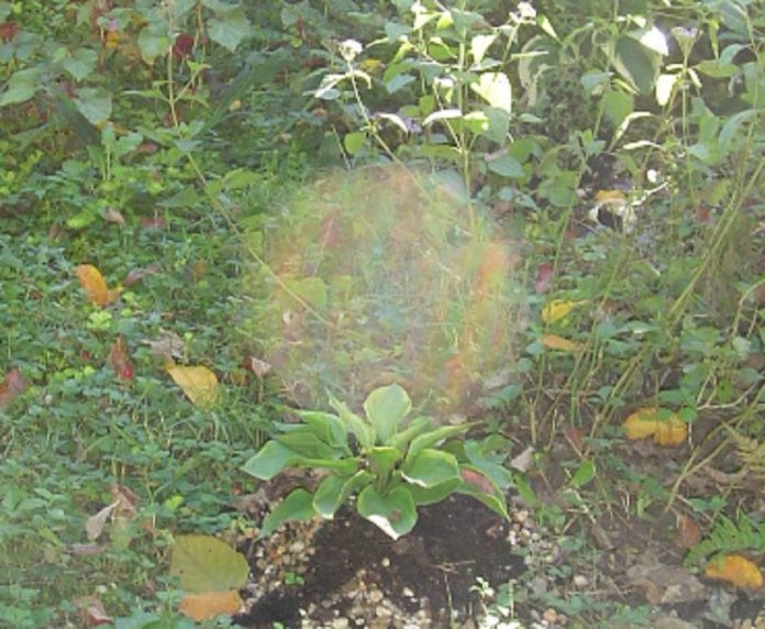 nature orb