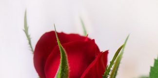 Au fond de vos Cœurs, il y a la maison de Dieu