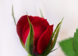 Au fond de vos Cœurs, il y a la maison de Dieu