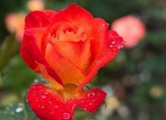 Message de Charlotte du Ciel