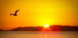 L’éveil et votre Coeur de Lumière