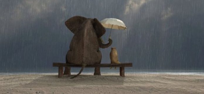 éléphant chat sous pluie