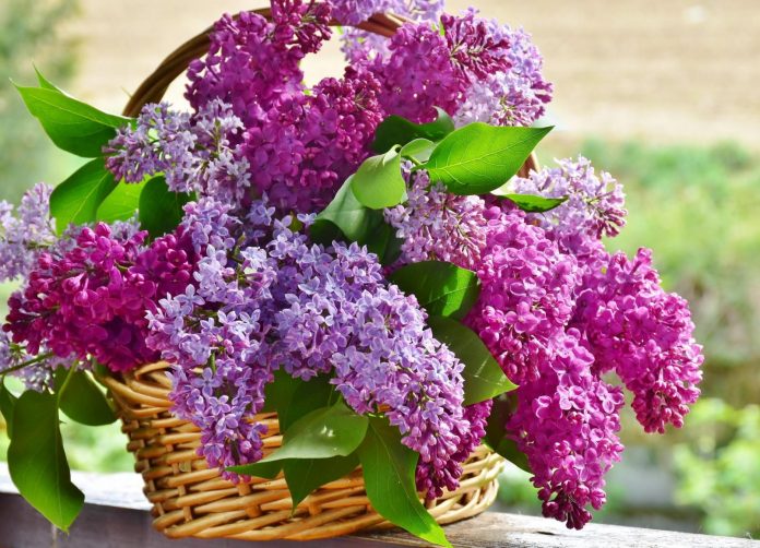 Fleurs - Panier-de-Lilas