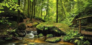 Le Coeur de Lumière et la guérison