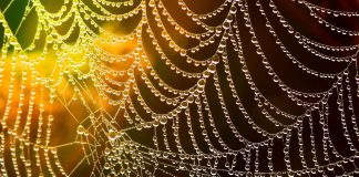 Votre Cœur de Lumière, les contacts sociaux, et la technologie