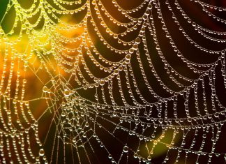 Votre Cœur de Lumière, les contacts sociaux, et la technologie