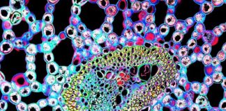 Le Créateur – La Beauté….