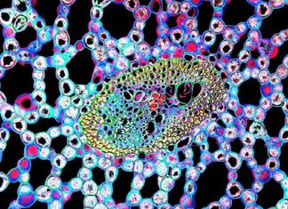 Le Créateur – La Beauté….