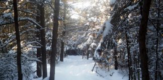 Votre Coeur de Lumière et vos mémoires Familiales et Ancestrales