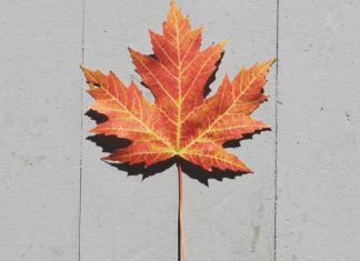 Les différents niveaux de motifs de l’humanité en évolution