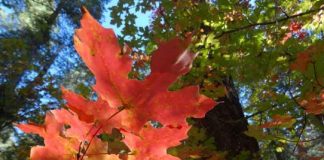 Soyez fidèle à vous-même…