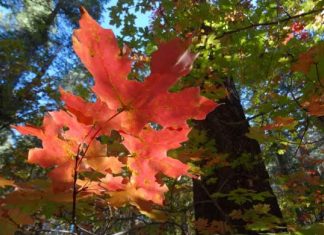 Soyez fidèle à vous-même…