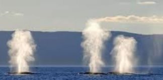 Vous êtes les jardiniers de la nouvelle humanité!