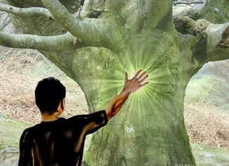 Esprits des Arbres : Un Échange de Conscience