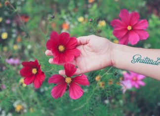 Gratitude et Manifestation