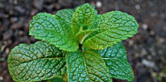 Désherber sa relation à sa Source