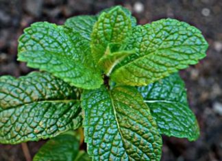 Désherber sa relation à sa Source