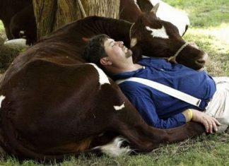 Arrêter les guerres, c’est aussi cesser le massacre des animaux