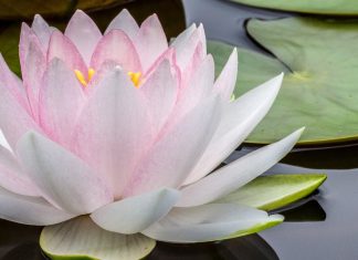 Avons-nous besoin de méditation ?