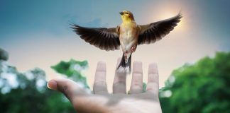 Orionis et l’Ange de la Joie : La Guérison vous est transmise