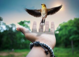 Orionis et l’Ange de la Joie : La Guérison vous est transmise