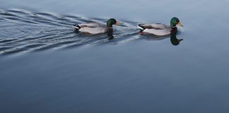 Quelle est ta volonté pour moi ?