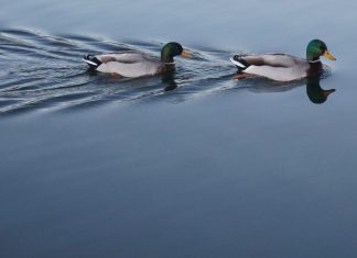 Quelle est ta volonté pour moi ?