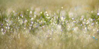 La Volonté Divine est vôtre