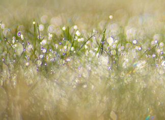 La Volonté Divine est vôtre