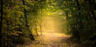 Orchestration Divine