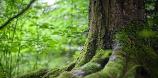 L’inspiration de la Vie