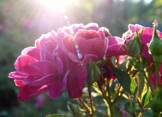 Rose de Lumière : L’Union, l’Unicité