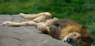 Le Créateur – Se reposer…Encore une fois