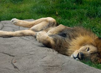 Le Créateur – Se reposer…Encore une fois