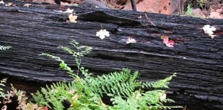 Petits décès, naissances, etc.