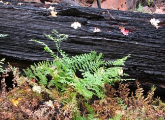 Petits décès, naissances, etc.