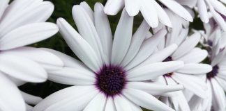 Permettre à la réalité de diriger le spectacle