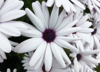 Permettre à la réalité de diriger le spectacle