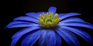 Une présence puissante