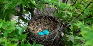 Sortez, sortez, où que vous soyez