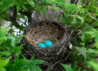 Sortez, sortez, où que vous soyez