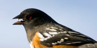 Un Moment de Pure Présence