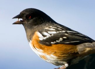 Un Moment de Pure Présence