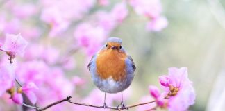 Orionis : Accéder à une Sagesse Supérieure