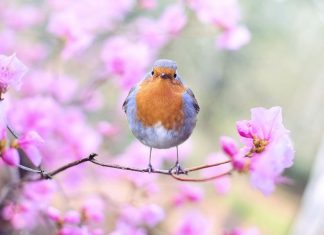 Orionis : Accéder à une Sagesse Supérieure